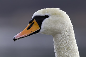 Schwan
