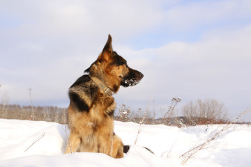 Dog german shepherd in a winter day