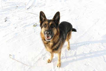 Dog german shepherd in a winter day