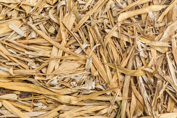 Dried bamboo leaves on ground in autumn garden