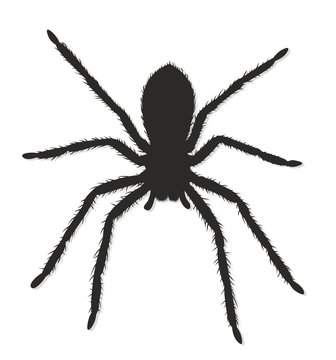Black spider silhouette.