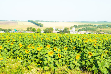 Fototapeta na wymiar Big green field full of sunflowers