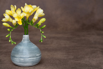 Freesien (Freesia)