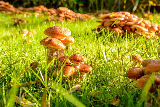 Mushrooms in my garden, Honey Fungus