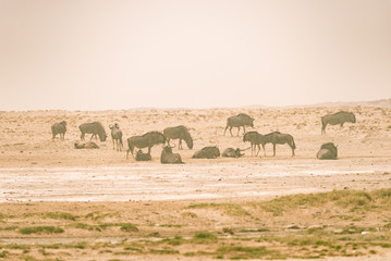 Herd of Blue Wildebeest grazing in the desert pan. Wildlife Safari in the Etosha National Park, famous travel destination in Namibia, Africa. Cross processed with vintage filter, toned image.