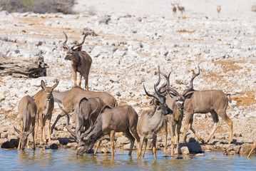 Herd of Kudu drinking from waterhole. Wildlife Safari in the Etosha National Park, majestic travel destination in Namibia, Africa.