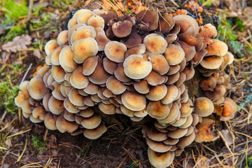 Honey fungus (Armillaria mellea) mushroom in a forest