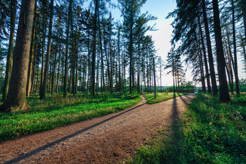beautiful green forest