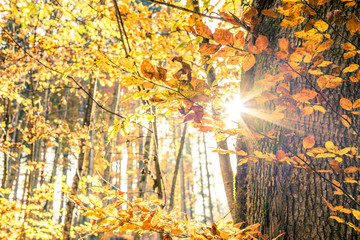 Sun Flare between Leafs in an autumn forest