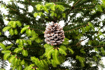 Christmas decoration