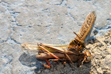 delicious grasshopper