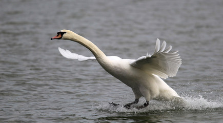Mute swan landing on the Danube river in Zemun, Belgrade, Serbia. 

