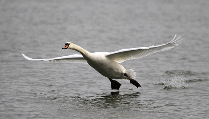 Mute swan landing on the Danube river in Zemun, Belgrade, Serbia. 

