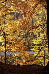Autumn trees with colorful leaves