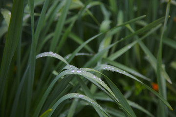 Green grass with water drops after a rainshower