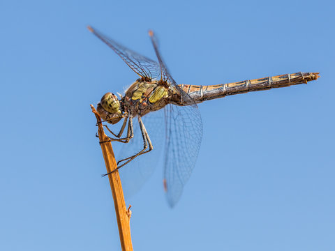 Dragonfly perched on a twig