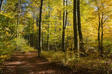 Obraz premium Schöner Herbstwald in Schieder