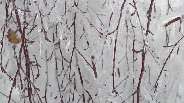 Birch branches covered with ice. Sliding away. Close Up.