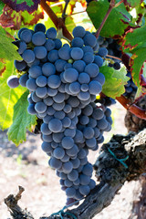 cluster of grapes cabernet sauvignon © claudiovaldes
