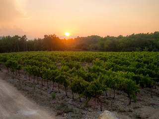 Weinberge bei Cabasse, Frankreich