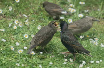 Starling Feeding Fledgling