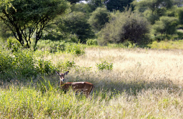 A black-faced impala antelopes (Aepyceros melampus) grazing in the savannah at Tarangire National Park, Tanzania
