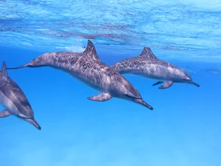 Wall murals Dolphin Group of dolphins in tropical sea, underwater