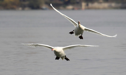 Pair of swans flying over the River Danube at Zemun in the Belgrade Serbia.