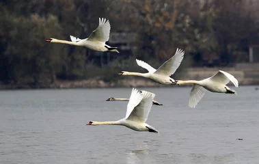 Photo sur Aluminium Cygne Group of Swans flying over the River Danube at Zemun in the Belgrade Serbia.