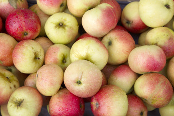 Apple Fruit Background
