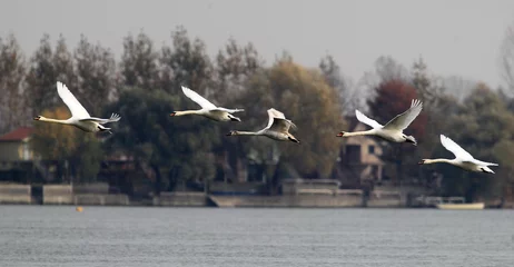 Cercles muraux Cygne Group of Swans flying over the River Danube at Zemun in the Belgrade Serbia.