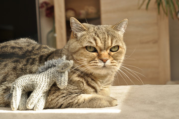 Kater im Wohnzimmer (British Kurzhaar Mix)