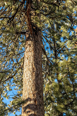 Tree Trunk, Climate Change at Southern California, Big Bear Moun