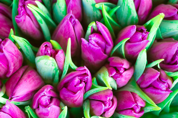 Obraz premium Świeże fioletowe tulipany