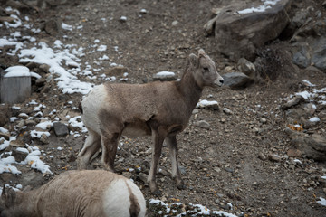 Baby big horn sheep 2