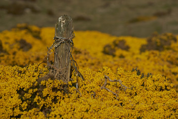 Old fence post protruding out of a flowering gorse bush on Carcass Island in the Falkland Islands.