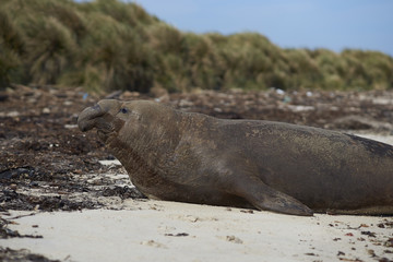 Male Southern Elephant Seals (Mirounga leonina) on the coast of Carcass Island in the Falkland Islands.