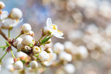 Spring blossoming white spring flowers