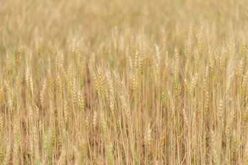 Wheat to Harvest