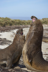 Male Southern Elephant Seals (Mirounga leonina) fighting during the breeding season on Carcass Island in the Falkland Islands.