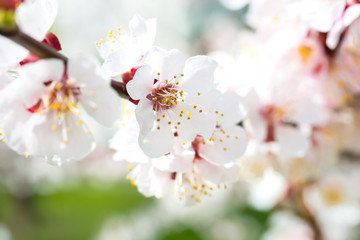 Spring blossoming white spring flowers