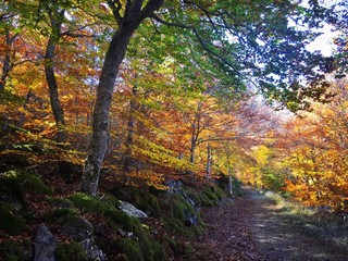 Autumn in the forest