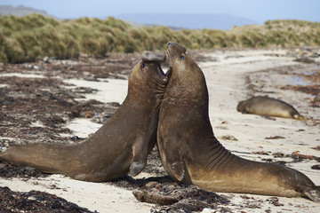 Male Southern Elephant Seals (Mirounga leonina) fighting during the breeding season on Carcass Island in the Falkland Islands.