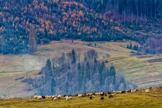 Beautiful snow-capped Carpathian Mountains in late autumn