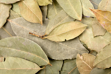 Bay leaves background