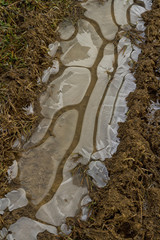 Interesting structure of ice in a frozen puddle