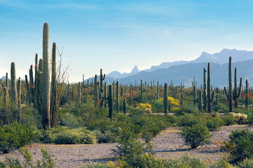 Landscape Arizona  desert with cactus saguaro. Puerto Blanco Dr,