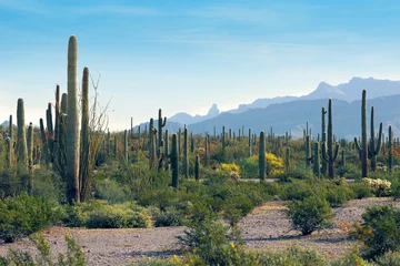 Door stickers Drought Landscape Arizona  desert with cactus saguaro. Puerto Blanco Dr,