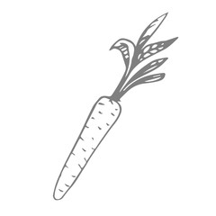 carrot scetch. vector.