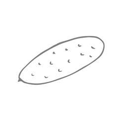 cucumber  scetch. vector